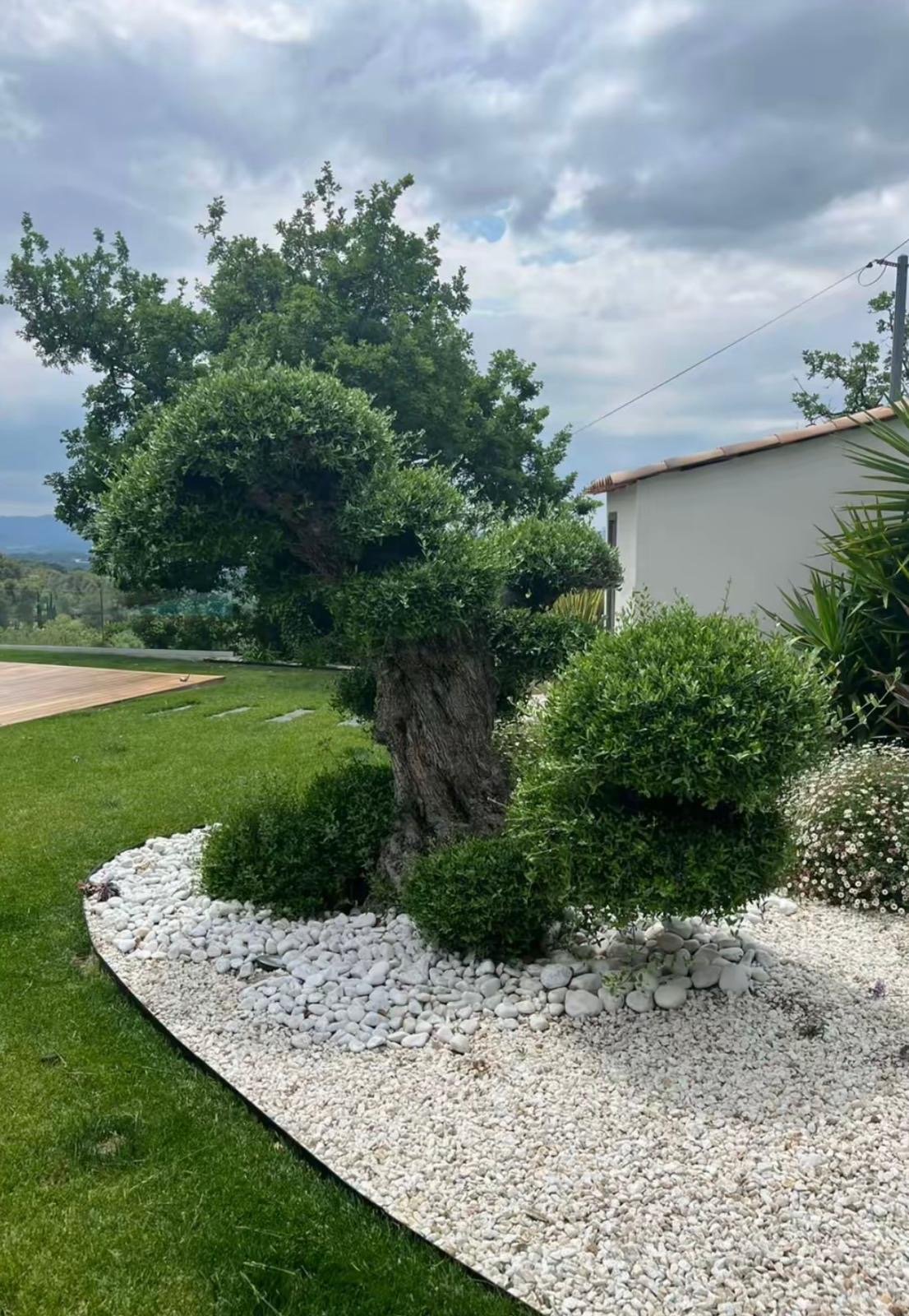 Olivier avant la taille